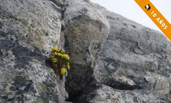 Florecillas de Lítamo Real encontradas en la pared oriental del Ritacuba Norte, a casi 5000 metros de altitud