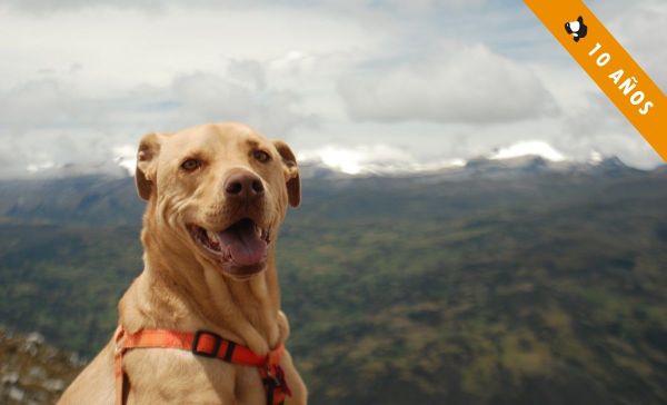 Perros en zonas de escalada - "Maní" en el Cocuy