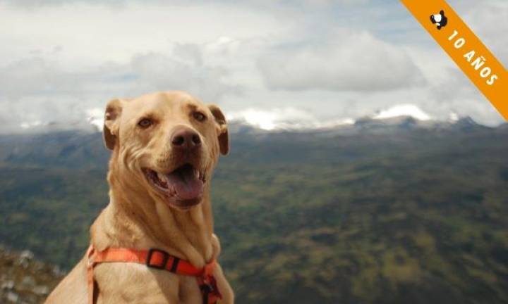 Perros en zonas de escalada: Decálogo de un escalador responsable